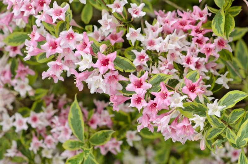 Weigelia à feuilles panachées (Weigela x Florida Rosea)