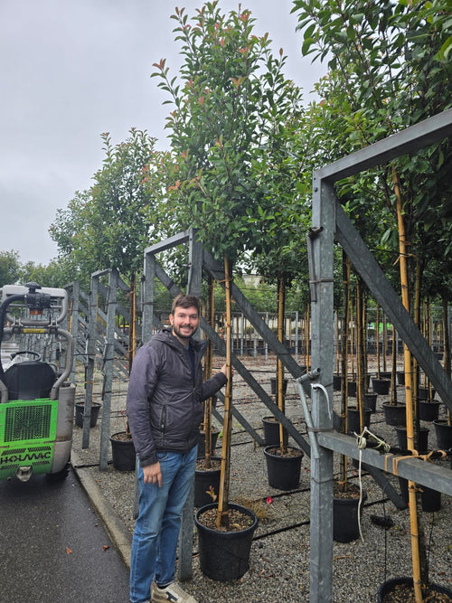 Photinia Red Robin (en Tige)