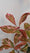 Image to render