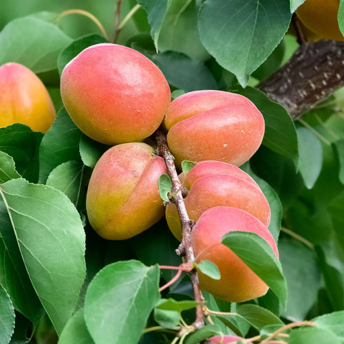 Abricotier Bergeron (Prunus armeniaca Bergeron)