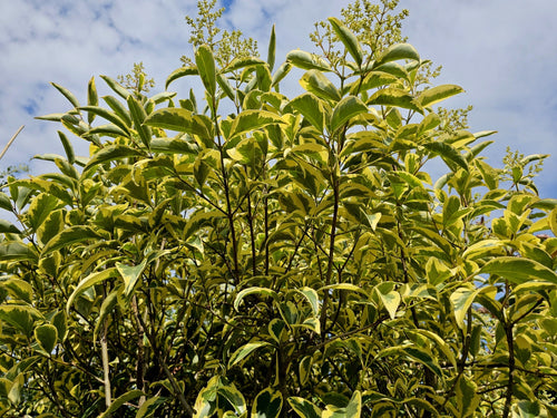 Troène du Japon Panaché (Ligustrum Japonicum 'Excelsum Superbum')