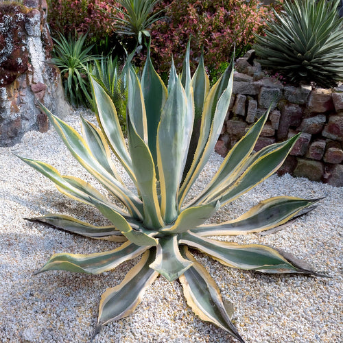Agave panaché (Agave Variegata)