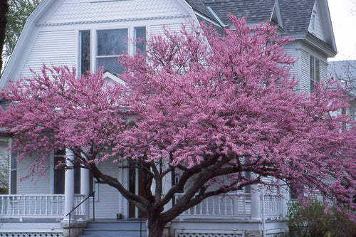 Arbre de Judée à fleurs roses (Cercis Siliquastrum)