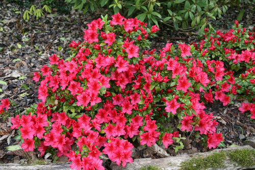 Azalée du Japon (Azalea Japonica)
