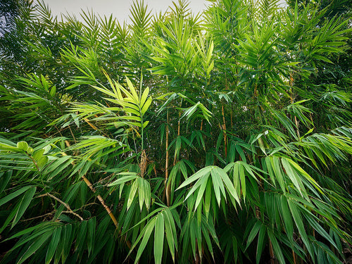 Bambou (Phyllostachys) Aurea