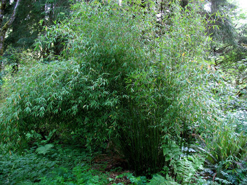 Fargesia Murielae Jumbo