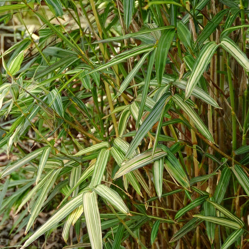 Bambusa Nana Tsuboi
