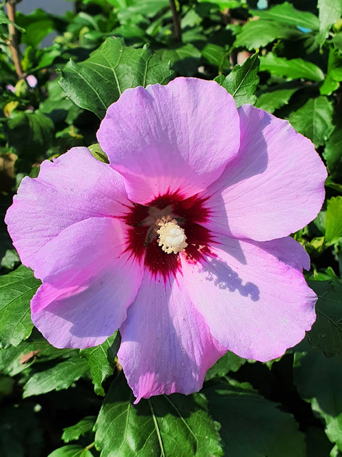 Hibiscus (Hibiscus syriacus)