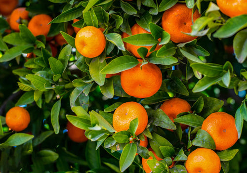 Mandarinier (Citrus Deliciosa)