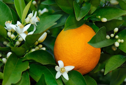 Orangers