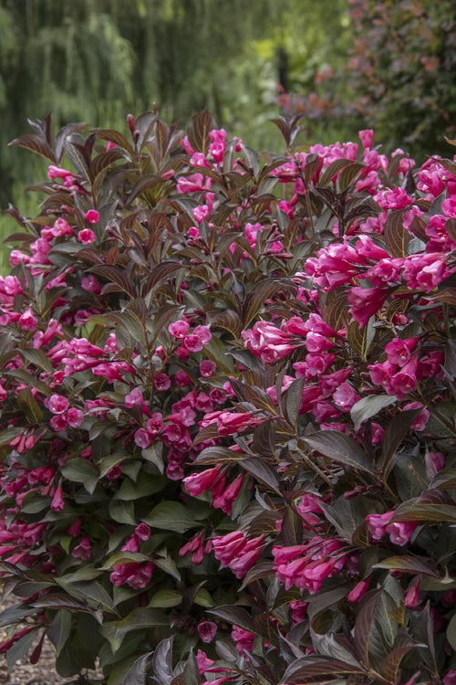 Weigela à feuilles rouges (Weigela x florida Alexandra)