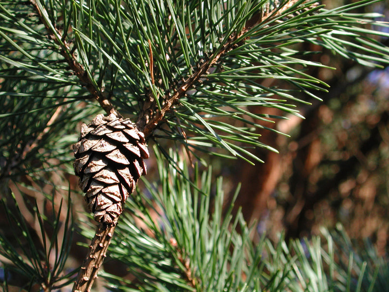 Pin sylvestre