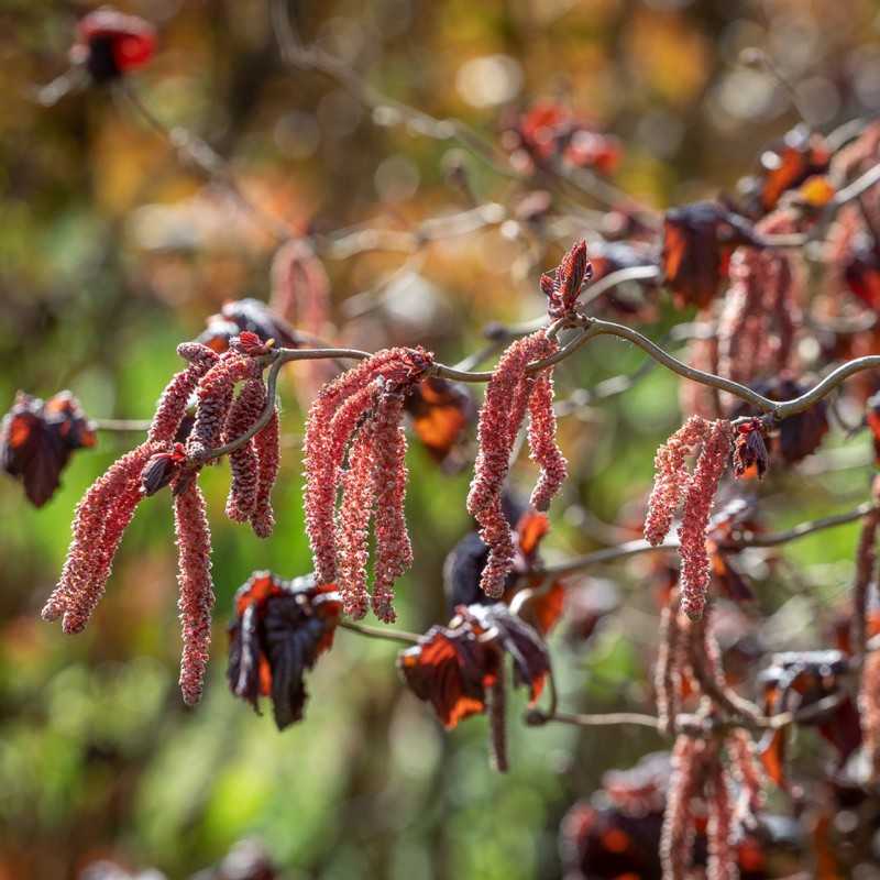 Noisetier Tortueux à Feuilles Rouges