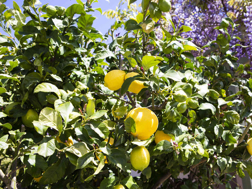 Citronnier Jaune (Citrus Limon)