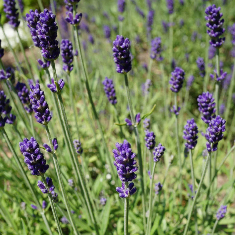 Lavande bleue (Lavandula Angustifolia Hidcote)