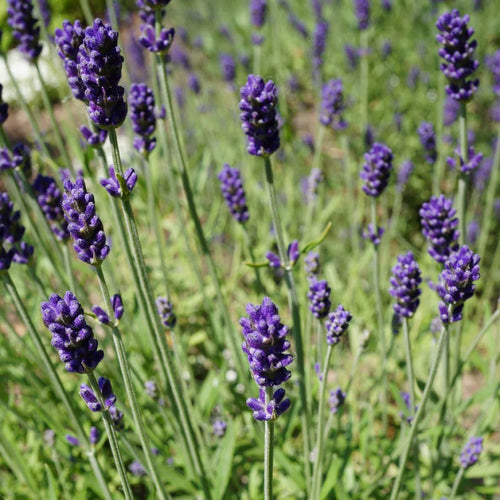 Lavande bleue (Lavandula Angustifolia Hidcote)