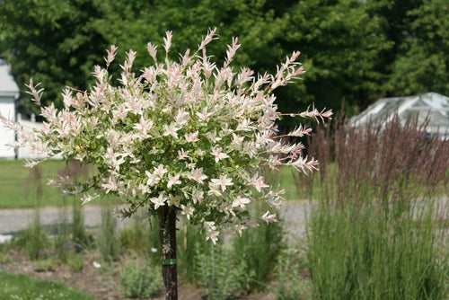 Saule Crevette (Salix Integra Hakuro Nishiki)