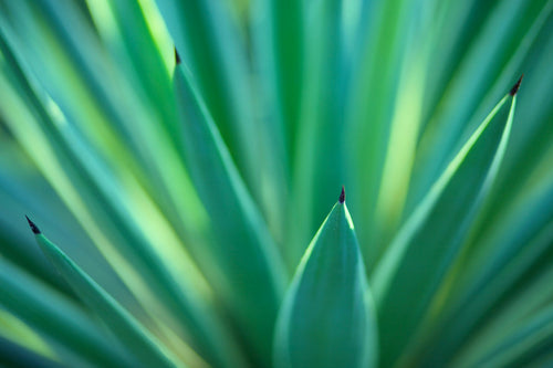 Yucca (Yucca Rostrata)