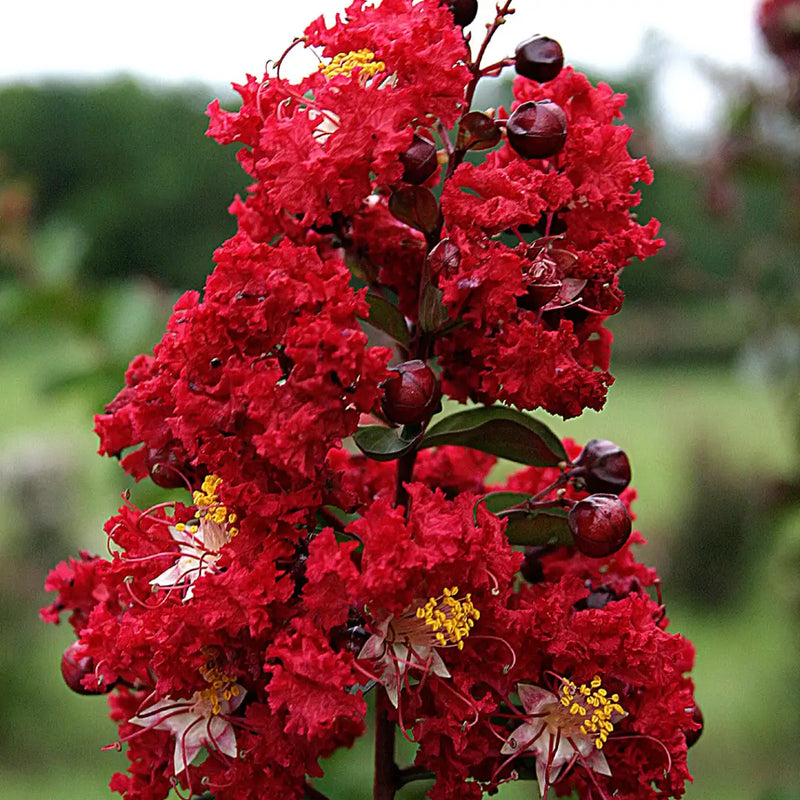 Lilas des indes en Demi-tige (Lagerstroemia)