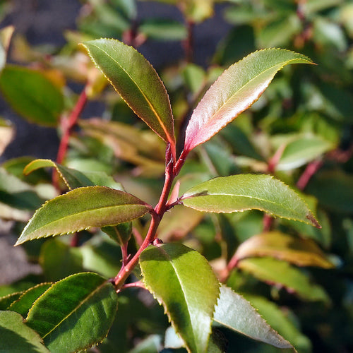 Laurier du Portugal (Prunus lusitanica)