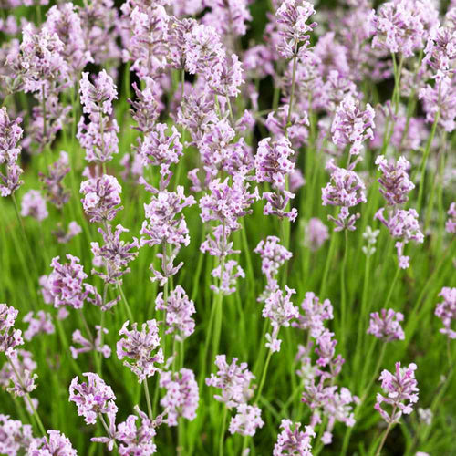Lavande rose (Lavandula Angustifolia Rosea)