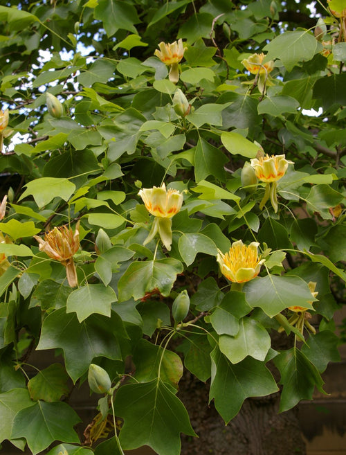 Liriodendron Tulipifera