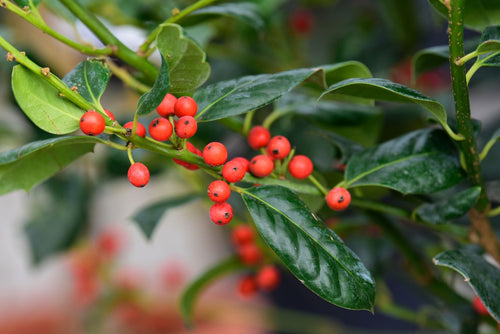 Houx d'ornement en tige (Ilex Nellie R. Stevens)