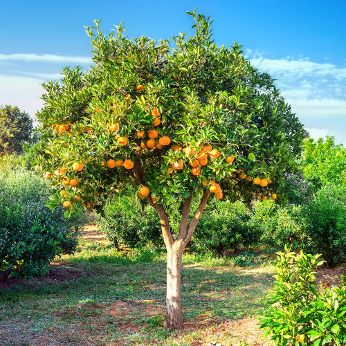 Orangers