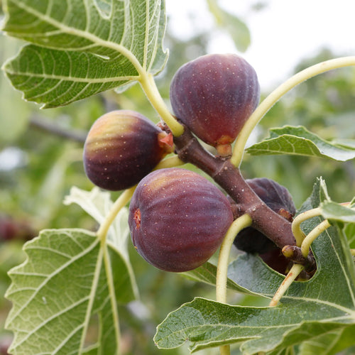 Figuier Rouge de Bordeaux (Ficus carica Rouge de Bordeaux)