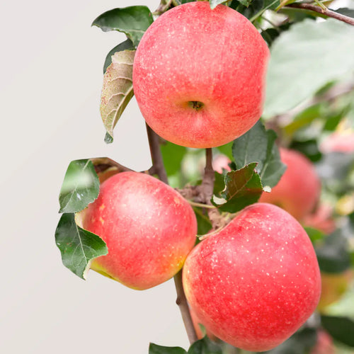 Pommier Fuji (Malus Domestica Fuji)