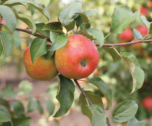 Pommier Reine des Reinettes (Malus domestica Reine des Reinettes)