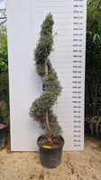 Spirale - 230/260cm