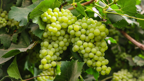 Vigne de table verte