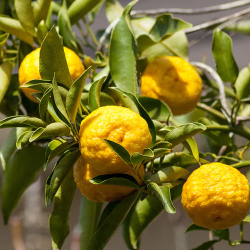 Citronnier Bergamote (Citrus bergamia)