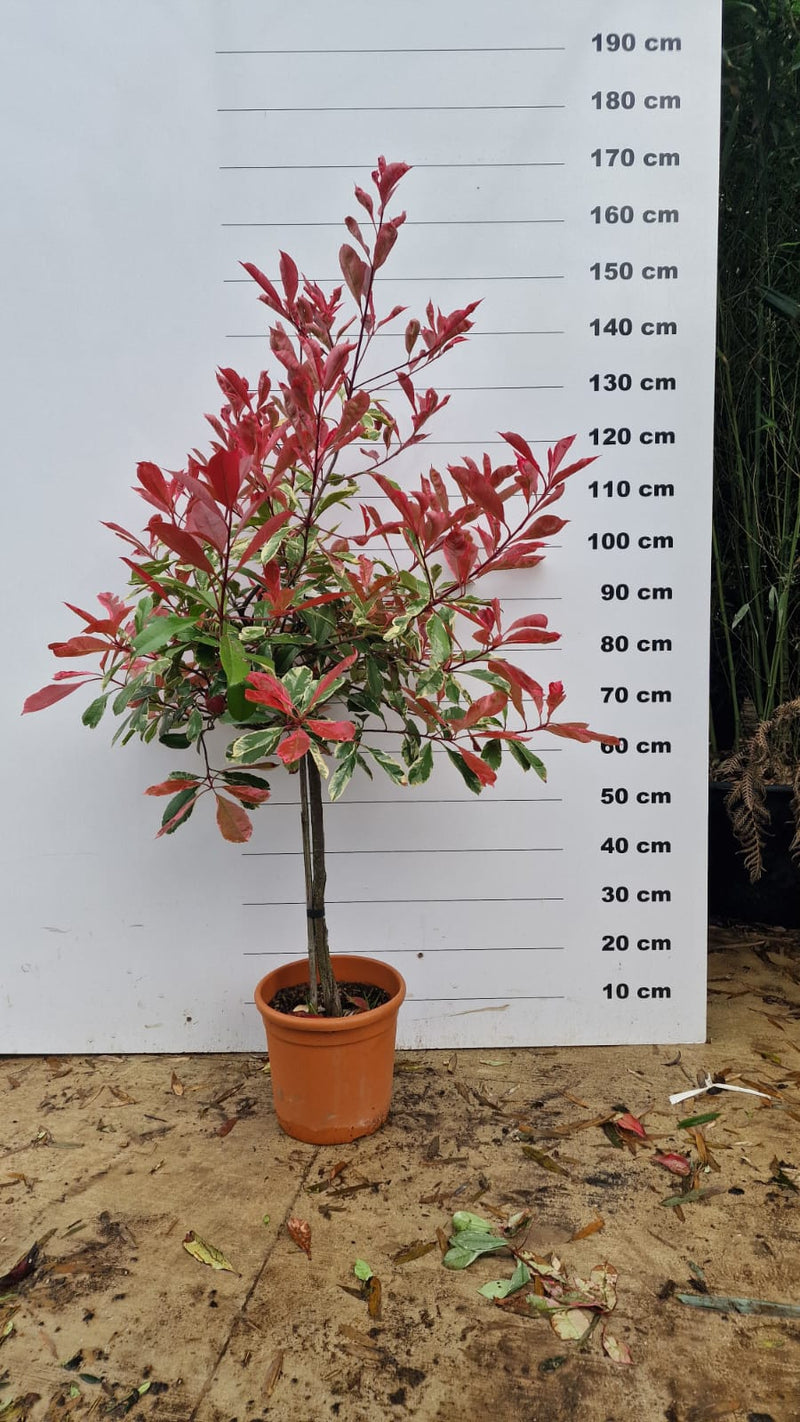 Photinia Pink Marble en tige