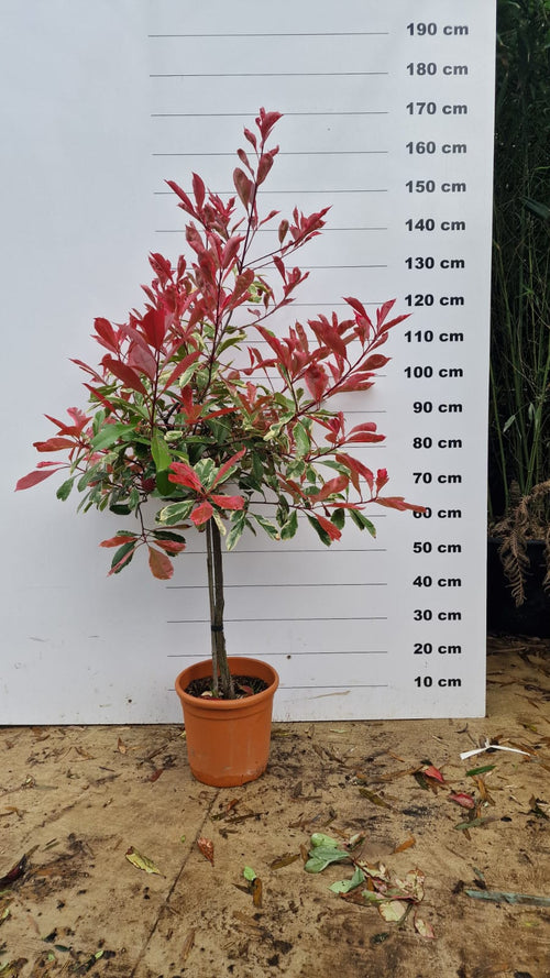 Photinia Pink Marble en tige