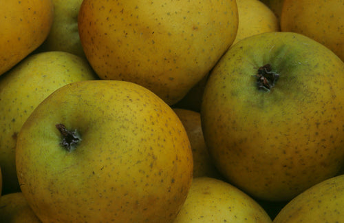 Pommier Reine des Reinettes (Malus domestica Reine des Reinettes)