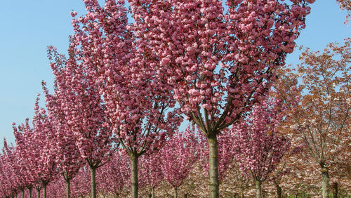 Cerisier du Japon Royal Burgundy (Prunus serrulata Royal Burgundy)