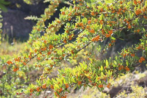 Pyracantha (Pyracantha Soleil d'Or)