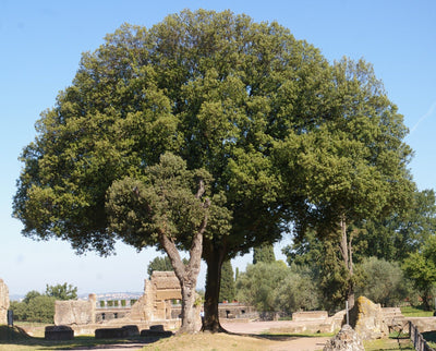 Chêne vert en tige