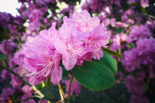 Rhododendron
