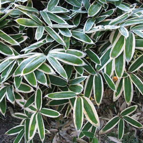 Bambusa nana Longuifolia