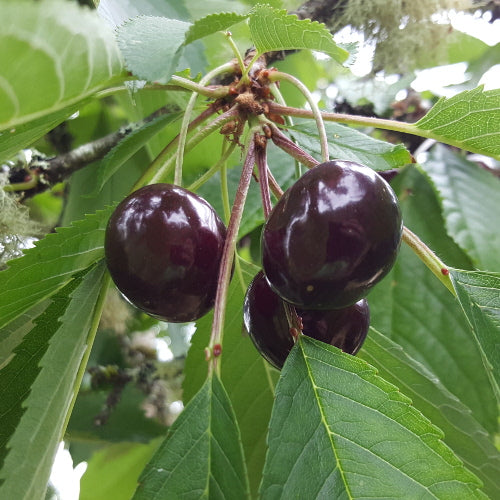 Cerisier Van (Prunus cerasus Van)