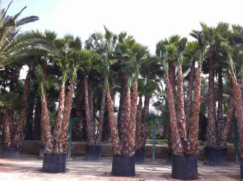 Palmier du Mexique à multi-troncs