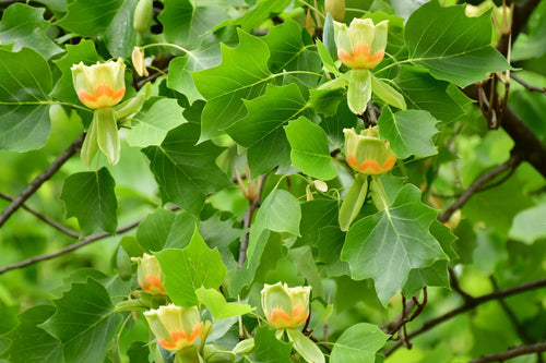 Liriodendron Tulipifera