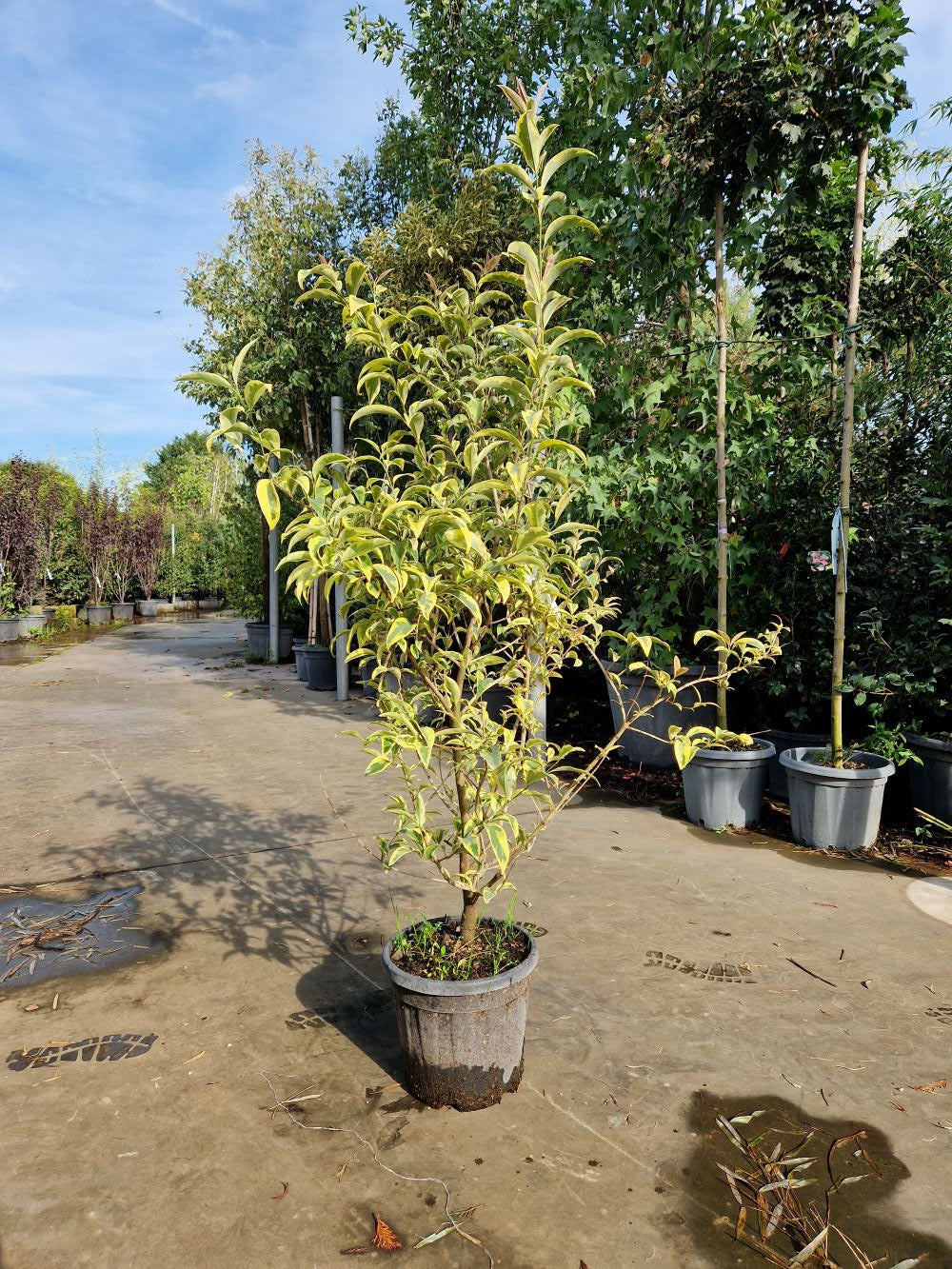 Troène du Japon Panaché (Ligustrum Japonicum 'Excelsum Superbum')