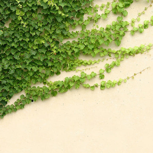 Lierre Commun Persistant (Hedera Helix)