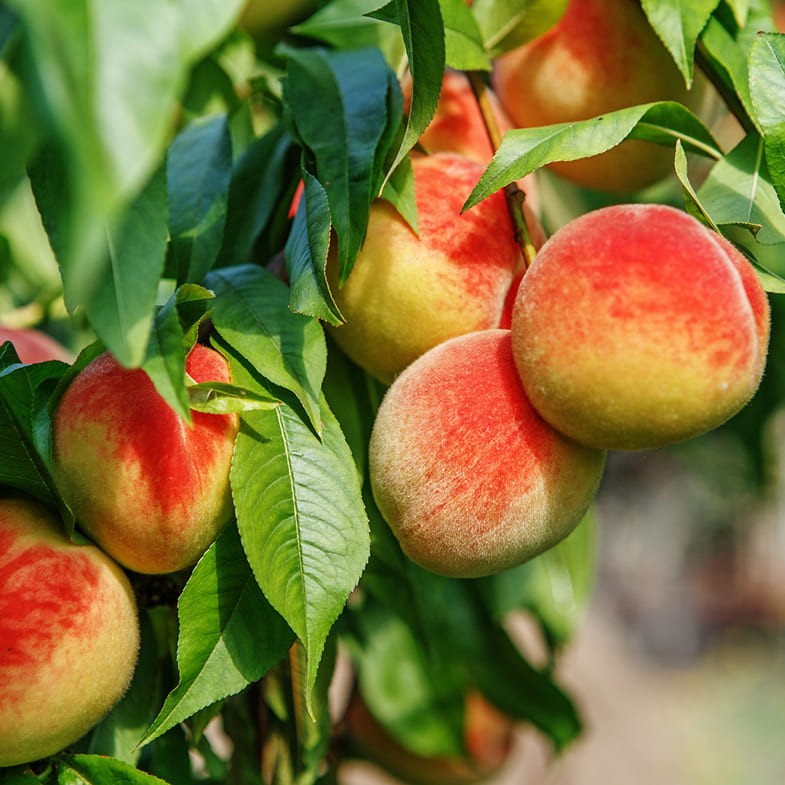 Pêcher (Prunus persica)