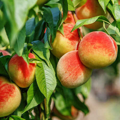 Pêcher (Prunus persica)