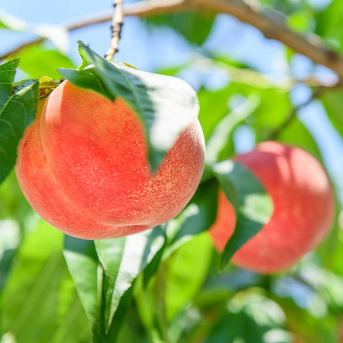 Pêcher (Prunus persica)